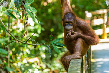 Young Orangutan eating, Borneo