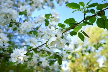Spring Time. An apple tree branch with flowers on background blue clear sky.
