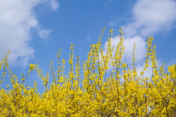 Yellow forsythia growing towards the blue sky