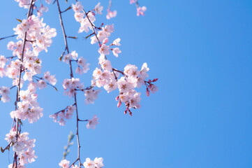 Cherry blossoms hanging from a falling branch