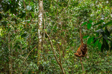 Young Orangutan hiding in forrest, Borneo