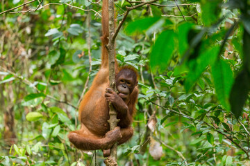 Young Orangutan hiding in forrest, Borneo