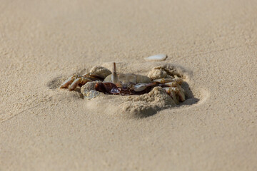 Crab hiding in sand