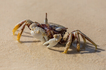 Crab hiding in sand