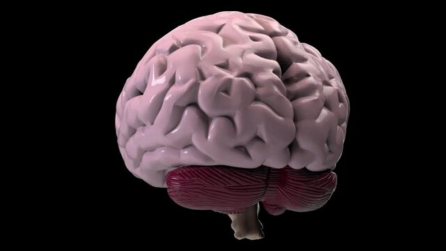 Brain rotating -3d render looped with alpha channel.
