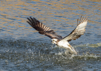 魚を狩るミサゴ