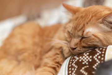 眠る猫　茶トラ猫