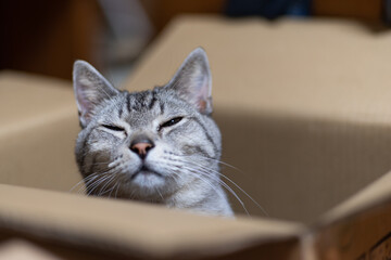 箱の中に入った猫　サバトラ猫