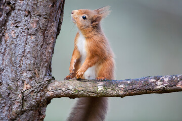 A Red Squirrel sat on the branch of a tree looking for food. Taken in Scotland, UK