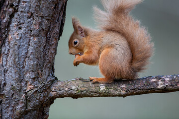 Naklejka na ściany i meble A Red Squirrel sat in a tree eating a nut. Taken in Scotland, UK