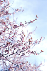 tree blossom in spring