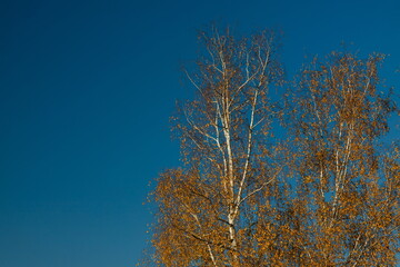 Birch crown with yellow leaves against the blue sky. Autumn tree. Autumn