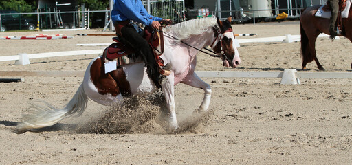 Western horse piebald with rider at the stop with whirling sand..