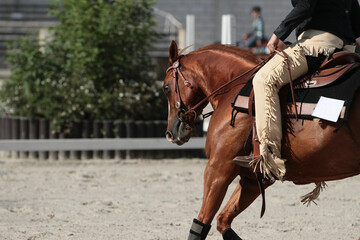 Brown western pony with rider reining, photographed in a gallop close-up head shoulder left..