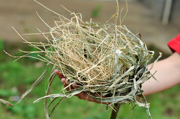 A sparrow's nest that falls from a tree is held by a girl wearing a red dress