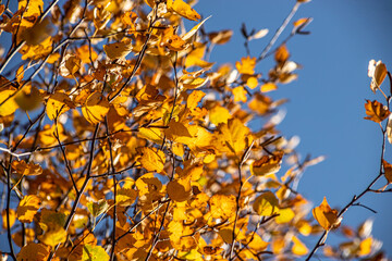 Birch crown with yellow leaves against the blue sky. Autumn tree. Autumn