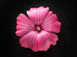 Delicate flower on black background. On black background.