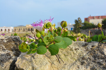 capperi in fioritura