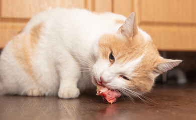 The cat eats chicken. Process