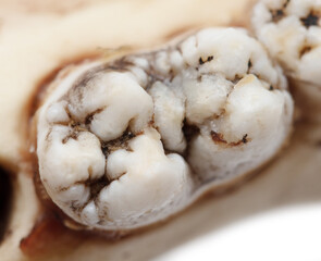 Pig teeth isolated on a white background.
