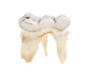 Pig teeth isolated on a white background.