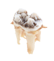 Pig teeth isolated on a white background.