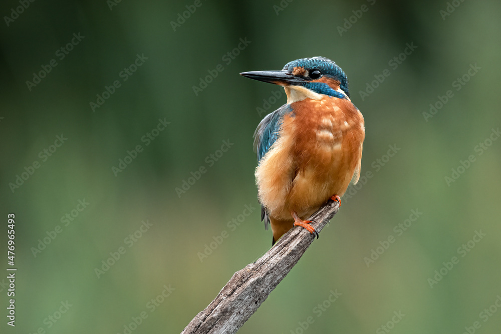 Poster a portrait of a male kingfisher is perched on an old branch staring into negative space
