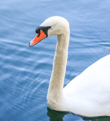 A white swan swims on the surface of the water
