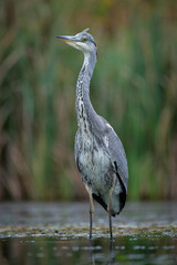 A portrait of a grey heron as it stands upright in the water