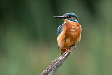 A portrait of a male kingfisher is perched on an old branch staring into negative space © alan1951