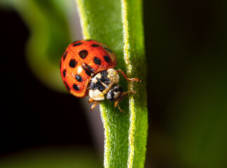 Close-up of a ladybug on a green leaf.