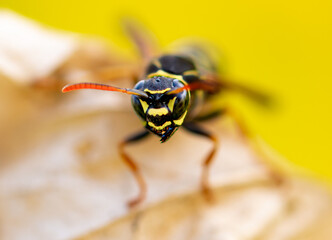 Close-up of a wasp on a yellow leaf