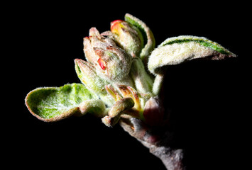 Close-up of flowers on an apple tree on a black background.