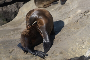 Californian sea lion stretching its neck while resting near La Jolla Cove