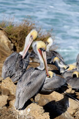 Pelicans nesting  at cliffs of  La Jolla Cove