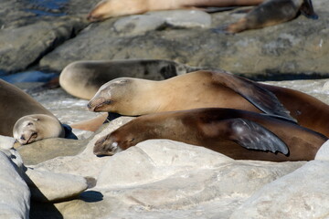 Californian sea lions  resting on rocks near La Jolla Cove, San Diego