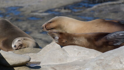 Californian sea lions  resting on rocks near La Jolla Cove, San Diego