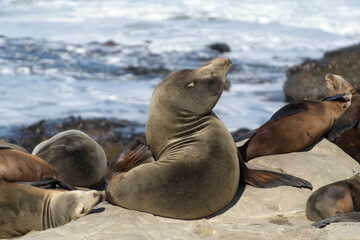 Californian sea lion sitting and daydreaming  near La Jolla Cove