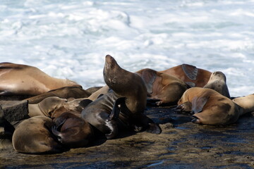 Californian sea lion sitting and daydreaming  near La Jolla Cove