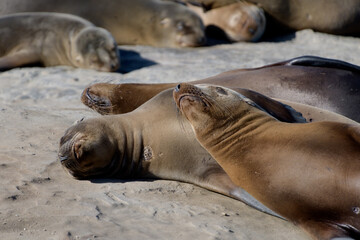 Californian sea lions  resting on rocks near La Jolla Cove, San Diego