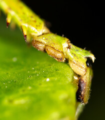 Close-up of the paw of a grasshopper in nature.