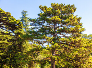 Coniferous tree in the park.