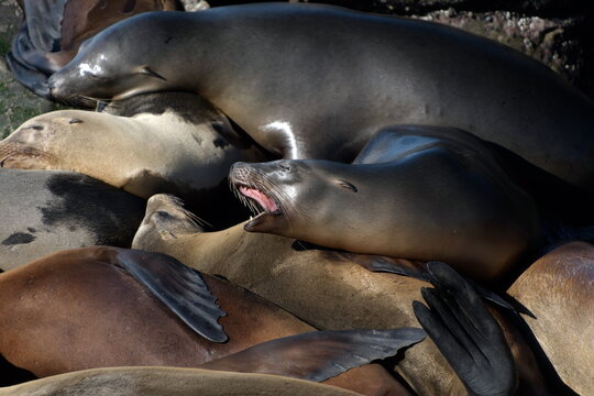 Aggressive sea lion at rocks near La Jolla Cove