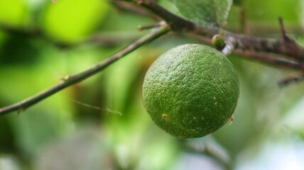 An orange tree bearing fruit in the garden