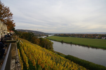 Fototapeta na wymiar Blick von einem Weinberg auf die Elbe in Dresden