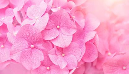 Beautiful pink hydrangea flowers close up. Gentle Hydrangea petals, floral natural background macro. Symbol of romantic. blossom summer season