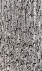 Old Wood Tree Texture Background Pattern