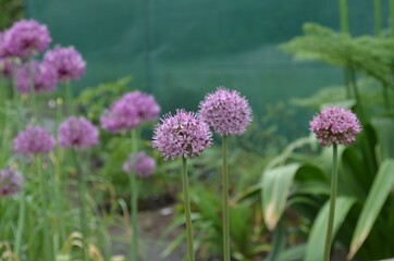 Blooming ornamental onion, Allium, in the garden