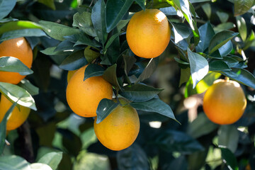 fresh oranges hanging in the orchard