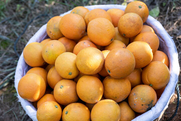 fresh oranges hanging in the orchard